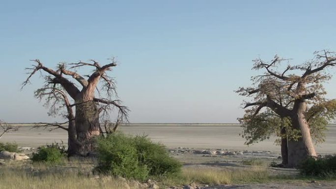 博茨瓦纳Makgadikgadi锅和猴面包树的平移镜头