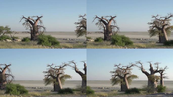 博茨瓦纳Makgadikgadi锅和猴面包树的平移镜头