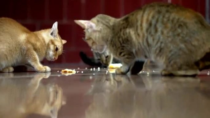 无家可归的猫拍打别人吃食物