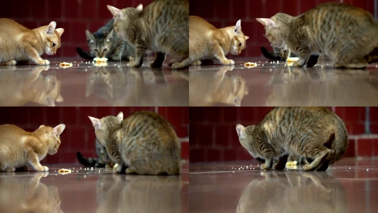 无家可归的猫拍打别人吃食物