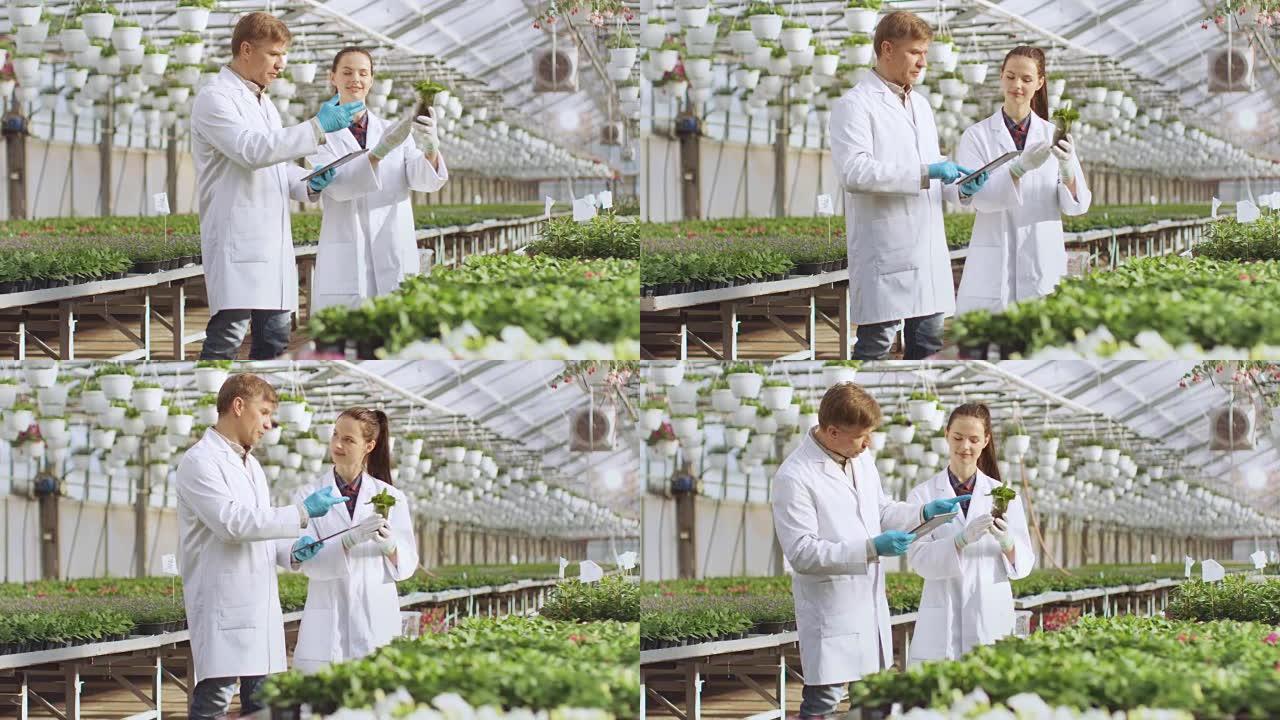 在工业温室中，两名农业工程师利用平板电脑的分析能力来控制花卉的生长潜力。