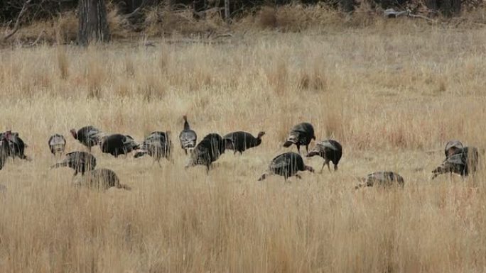 高清视频群野生火鸡在马克斯内布拉斯加州