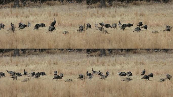 高清视频群野生火鸡在马克斯内布拉斯加州