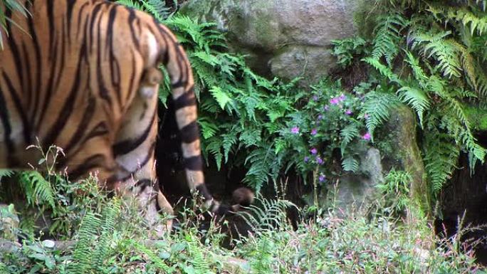 高清：瀑布前的老虎（视频）