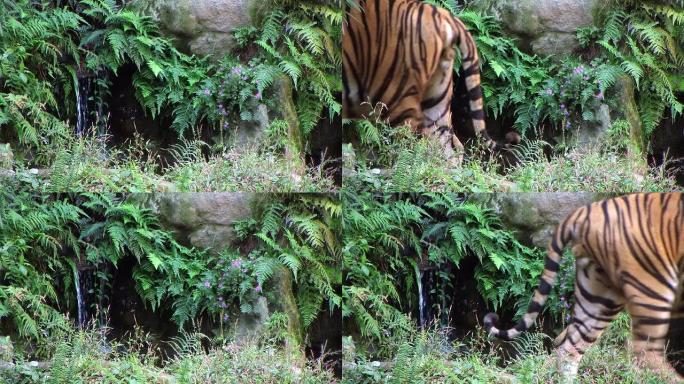 高清：瀑布前的老虎（视频）
