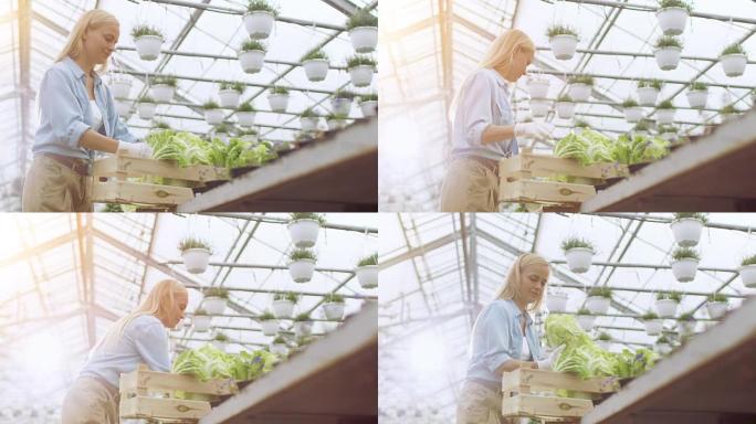 努力工作的女农民用蔬菜包装盒子。她快乐地在阳光充足的工业温室里工作。她周围生长的各种植物。