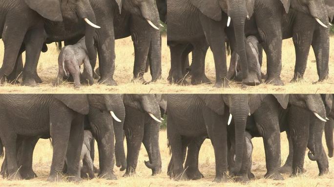 博茨瓦纳刚出生的大象宝宝挣扎着站起来