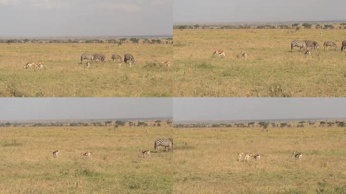 特写: 广阔的萨凡纳草原田野，充满斑马和汤姆森瞪羚