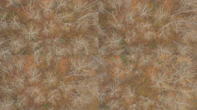 空中镜头:在一片光秃秃的树林里，被砍倒的树干躺在地上