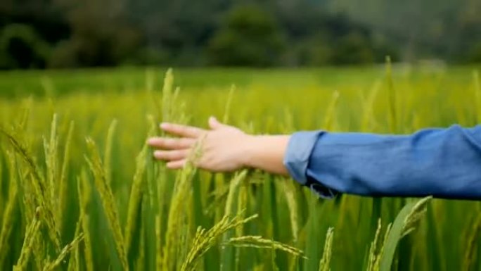 人类手触摸稻田绿色自然背景