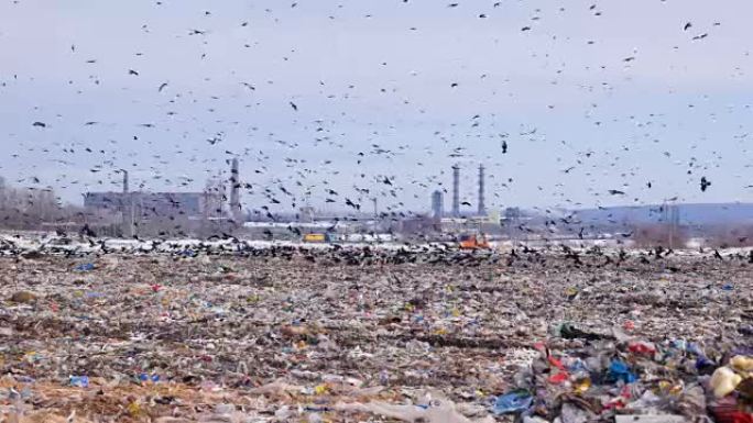 一群鸟从城市垃圾场起飞，兰迪尔。背景工业工厂。