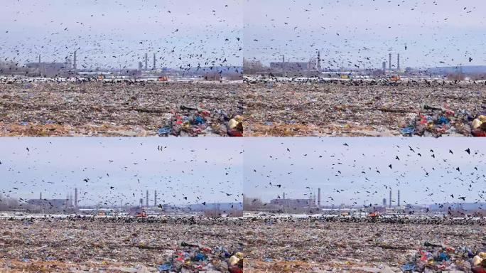 一群鸟从城市垃圾场起飞，兰迪尔。背景工业工厂。