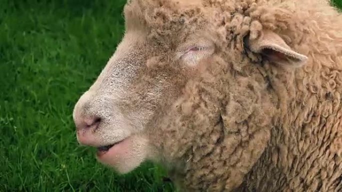绵羊在田间嚼草