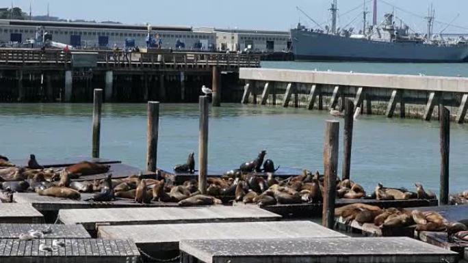 海狮争夺码头空间