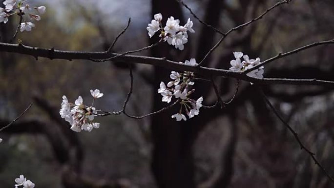 2018樱花盛开。