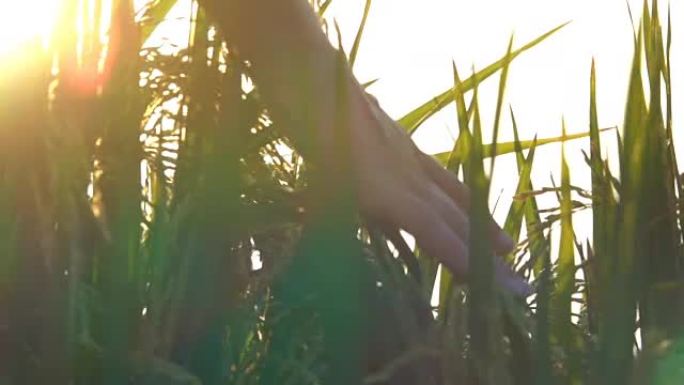 慢动作: 人的手在日落时穿过稻田的水稻植物