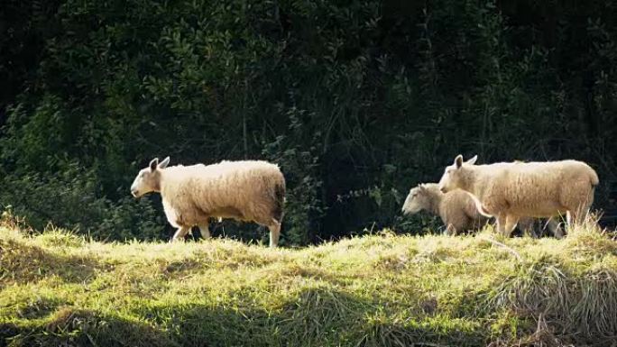 绵羊在傍晚的阳光下走过