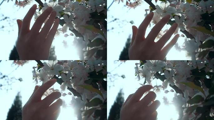 女人手触摸花朵