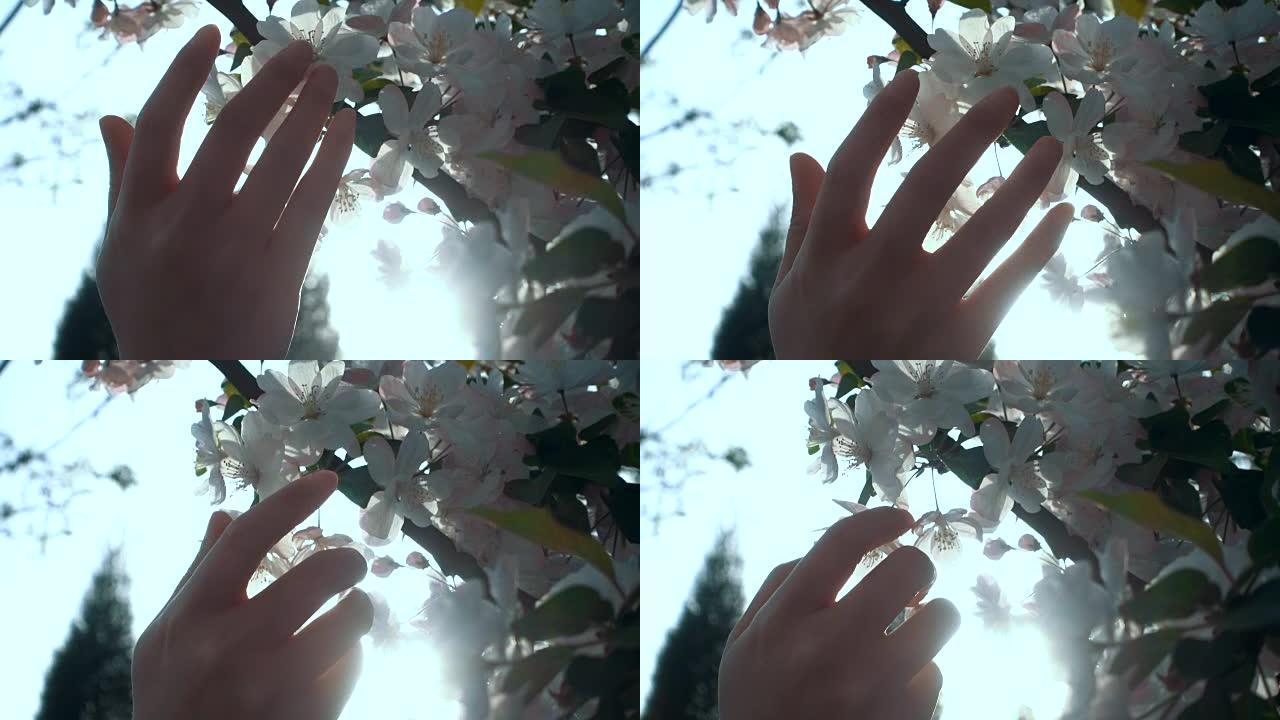 女人手触摸花朵