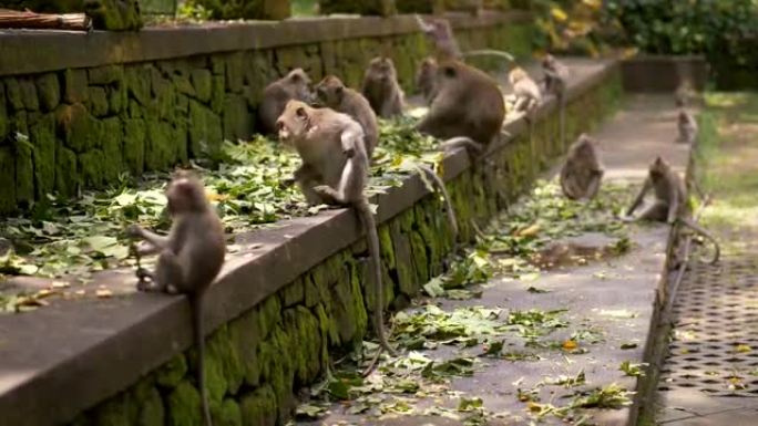 印度尼西亚巴厘岛乌布乌布猴子森林的猴子动物