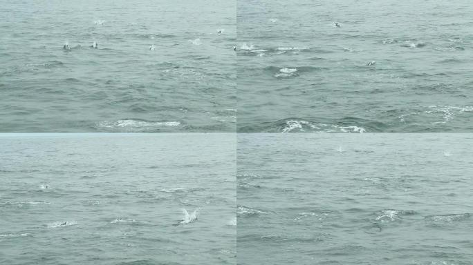 高清: 海豚海豚飞跃跳跃狂欢大海海面鱼群