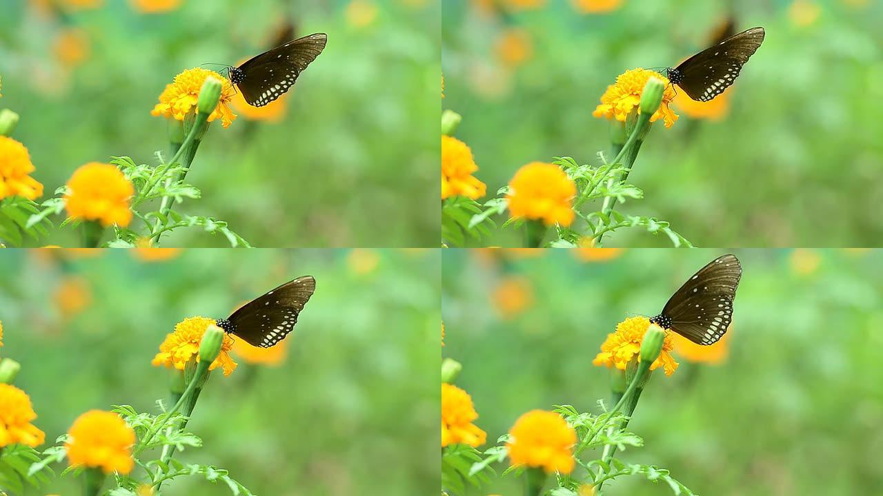 蝴蝶吃花粉蝴蝶吃花粉