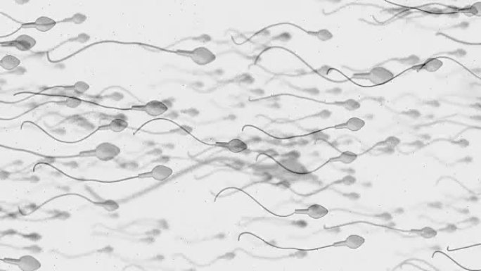 精子受精的移动卵细胞