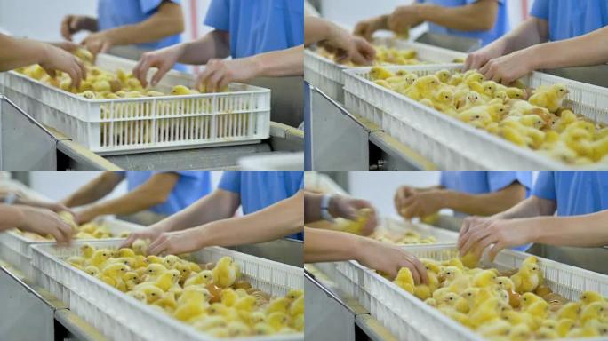 养鸡场工人在现代输送机上分类小鸡。