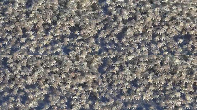 关闭宏成千上万的巴厘岛小海蟹从海滩爬到海洋