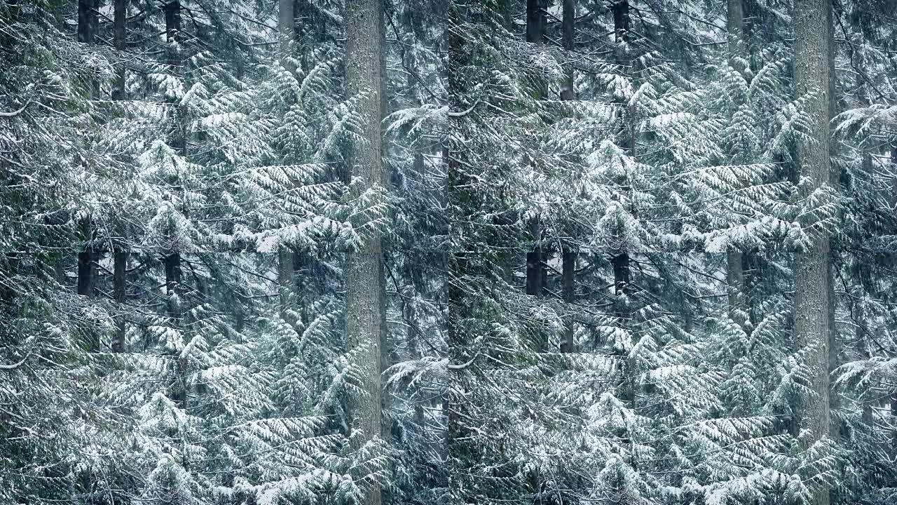 暴风雪中的雪树