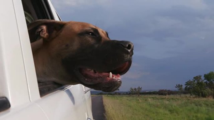 快乐的狗在慢动作中把头从车窗外兜风