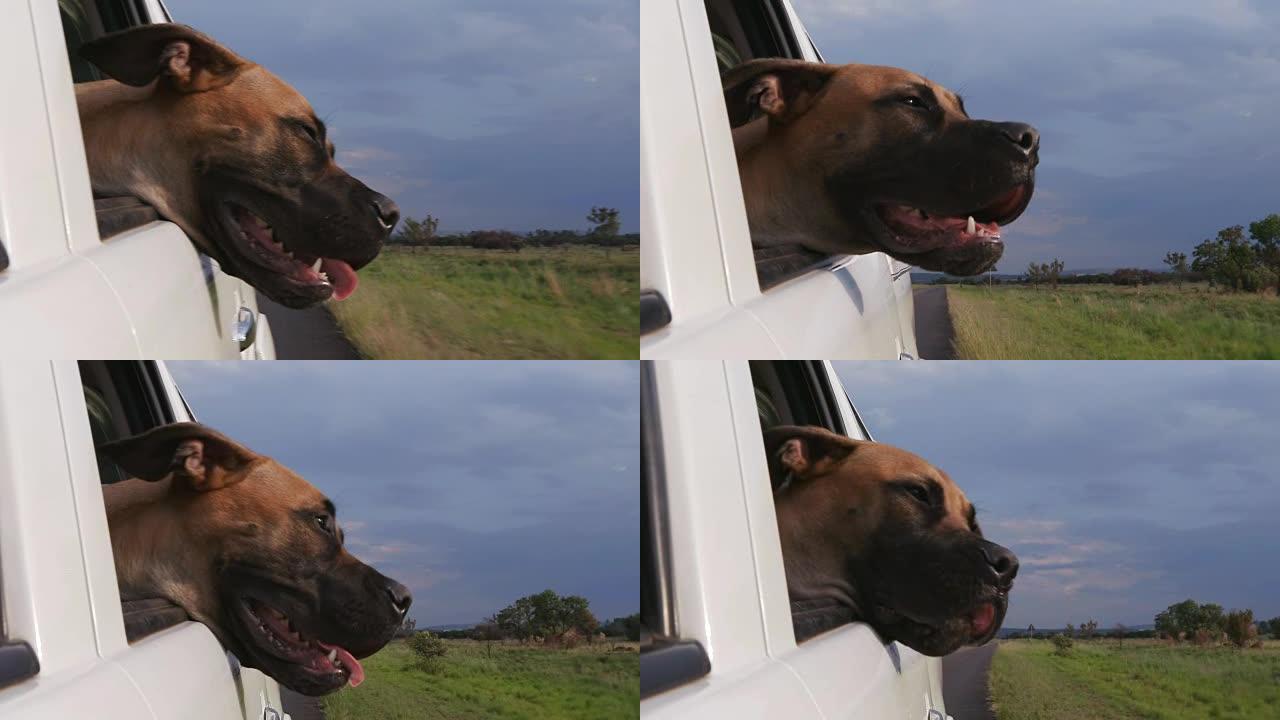 快乐的狗在慢动作中把头从车窗外兜风
