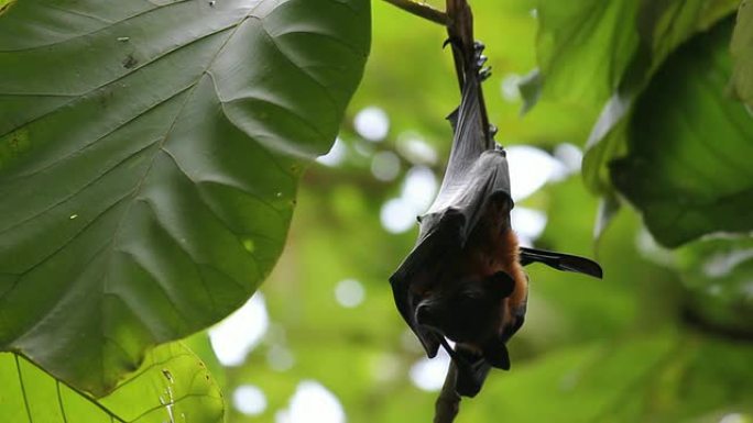 倒挂的果蝙蝠树上的蝙蝠