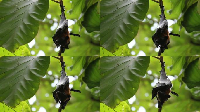 倒挂的果蝙蝠树上的蝙蝠