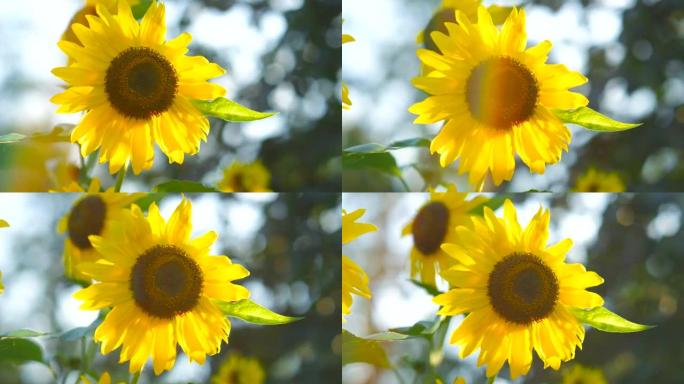 特写: 美丽的年轻黄色开花向日葵转向温暖的太阳