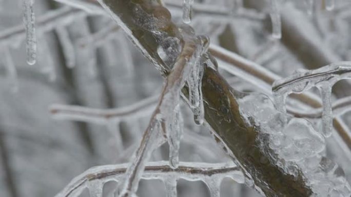 冬季常见的带柳絮的淡褐色分支