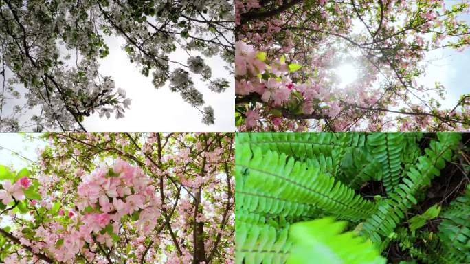 春天风和日丽景色春光花香鲜花绿草4K延时