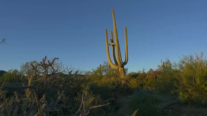 阳光明媚的夏日早晨，亚利桑那州沙漠中的巨大仙人掌仙人掌