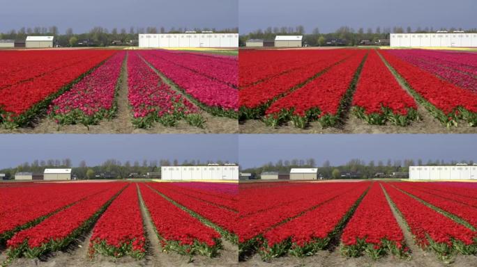 空中: 农业农场营业场所附近美丽的红花郁金香