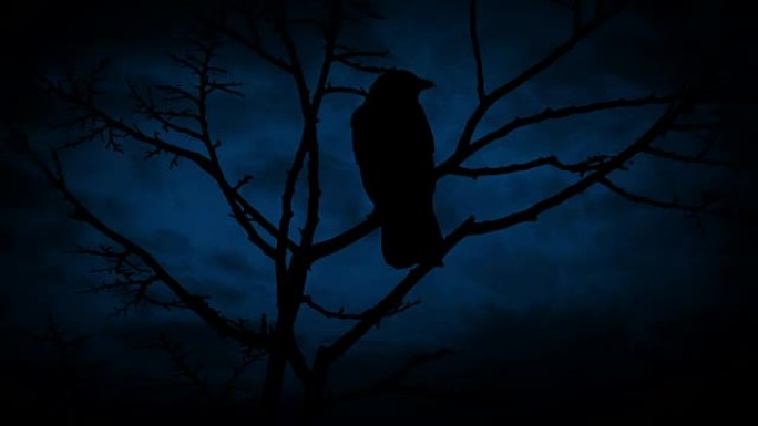 树枝上的鸟在晚上飞走