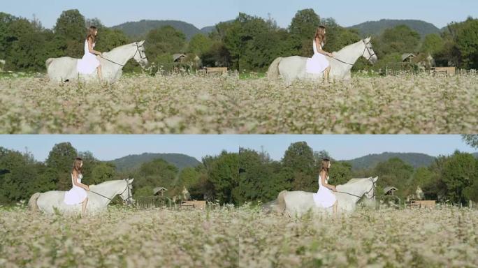 慢动作: 穿着白裙的开朗女孩在盛开的田野里骑着白马