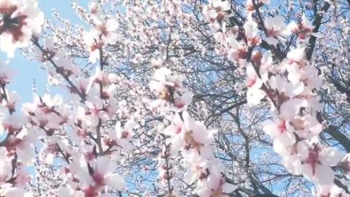 春天的粉红色花朵树。