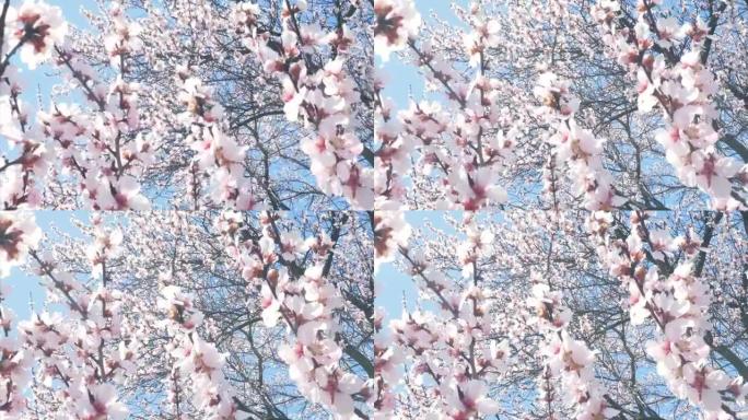 春天的粉红色花朵树。