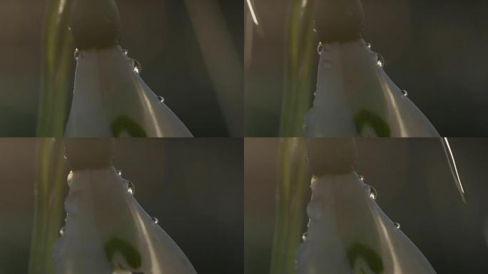特写: 雪花春花子房和花瓣上的雨滴细节