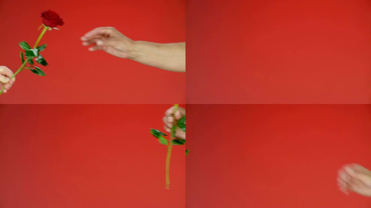 高清: 送一朵红玫瑰