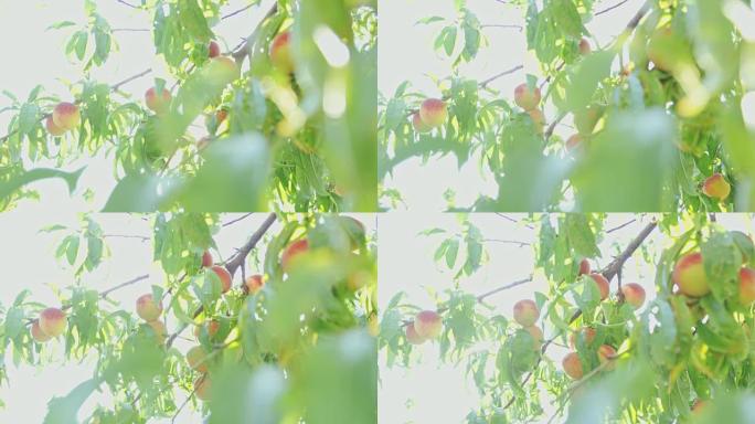 新鲜成熟的桃子挂在阳光明媚的田园诗般的树上，慢动作
