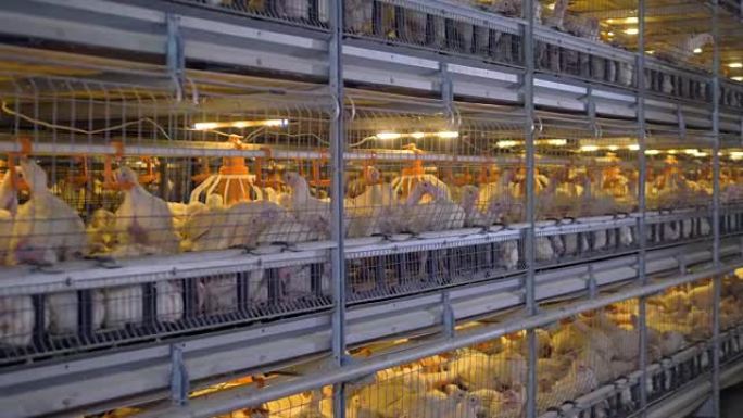 许多鸡用内灯在笼子里喂食和休息。
