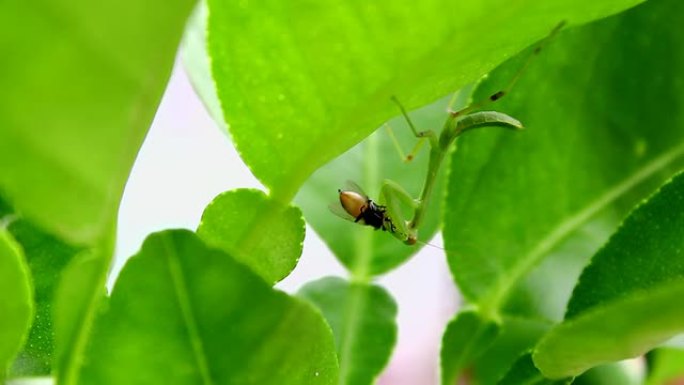 捕食者捕食者