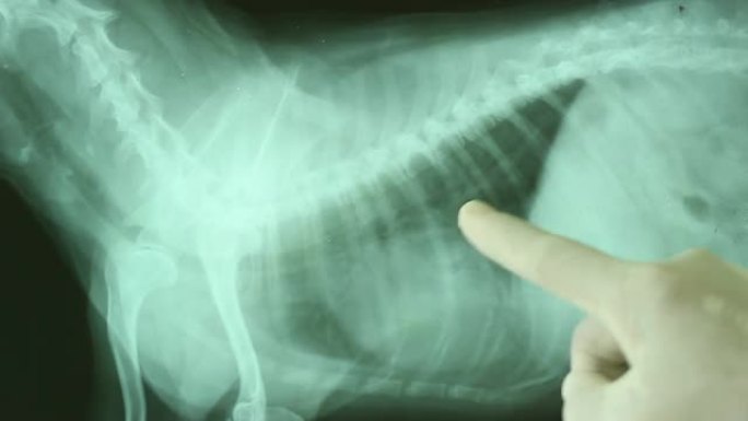 狗狗x光片。给狗做检查宠物医院了解病情
