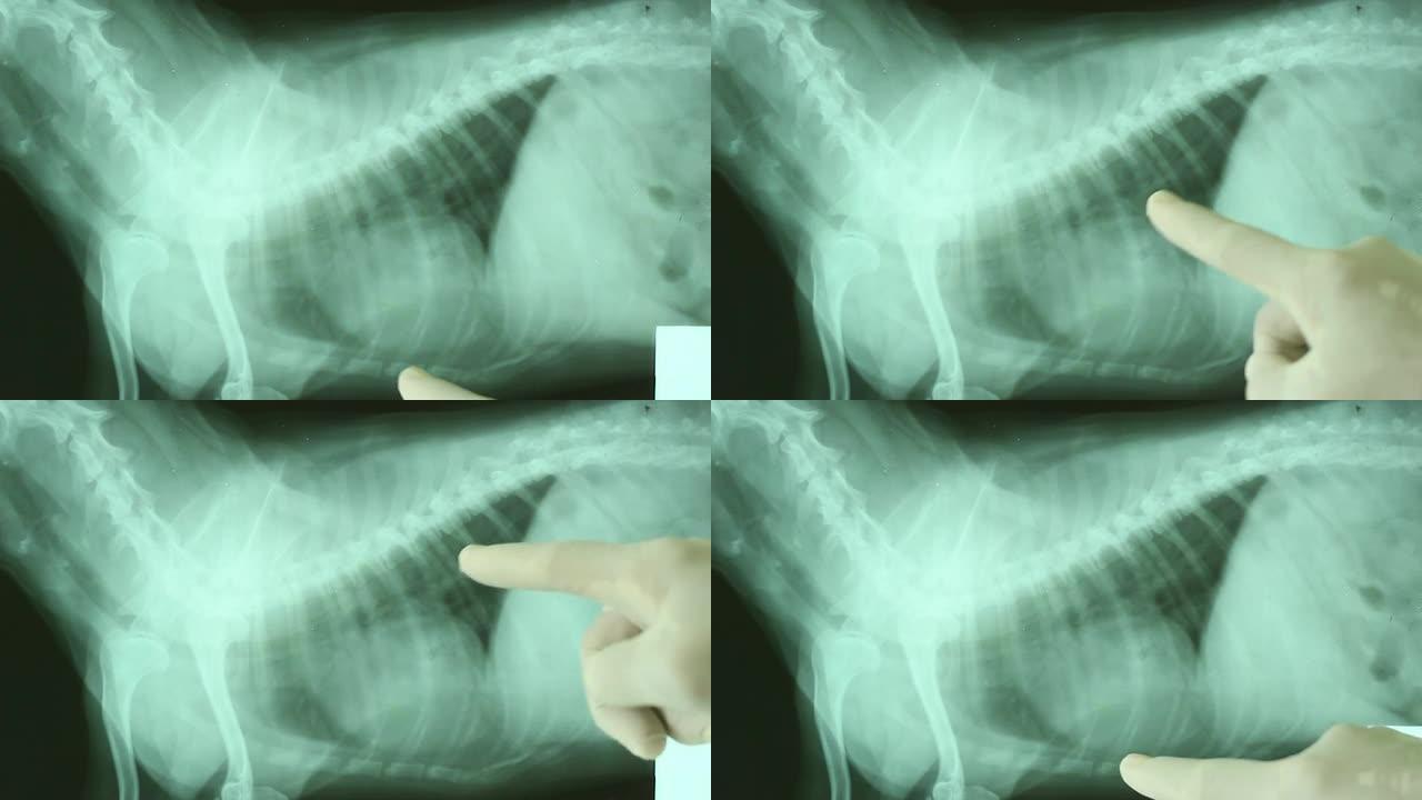 狗狗x光片。给狗做检查宠物医院了解病情